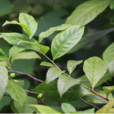 密花美登木 密花美登木
