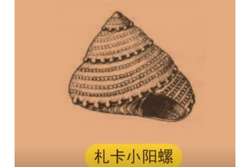 札卡小陽螺 札卡小陽螺