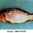 尾孢蟲病 尾孢蟲病