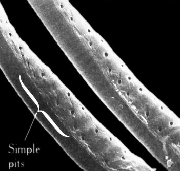 纖維細胞壁上的單紋孔