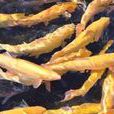 懷柔虹鱒魚 懷柔虹鱒魚
