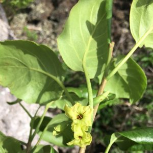 Nothocestrum latifolium