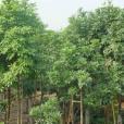 烏口樹(植物)