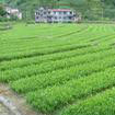 芭蕉茶 芭蕉茶