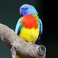 鮮紅胸鸚鵡(紅脅鸚鵡) 鮮紅胸鸚鵡(紅脅鸚鵡)