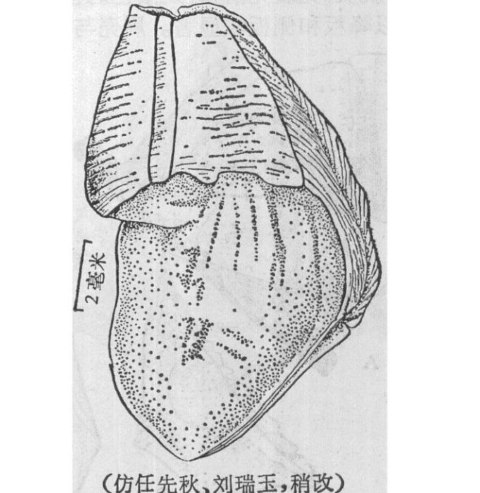 長吻藤壺