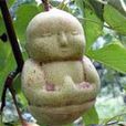 宣布成聖 宣布成聖