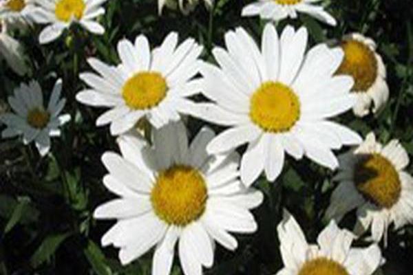 Leucanthemum × superbum \x27Snowcap\x27 Leucanthemum × superbum \x27Snowcap\x27