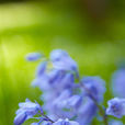 藍鈴花 藍鈴花