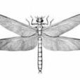 二疊紀巨型蜻蜓