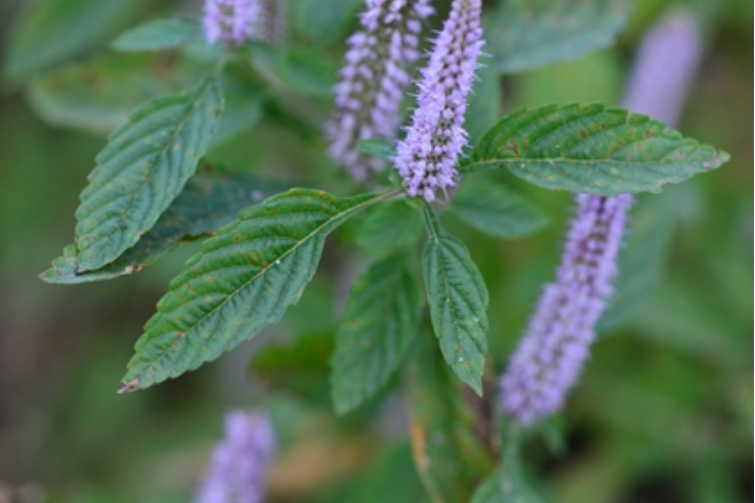 野香草 野香草