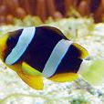 克氏雙鋸魚 克氏雙鋸魚
