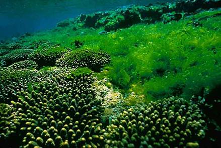 藻類植物