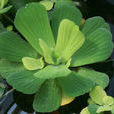 大薸(大薸) 大薸(大薸)