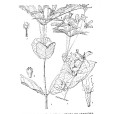 華絨苞藤 華絨苞藤