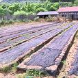 柳樹河林場 柳樹河林場