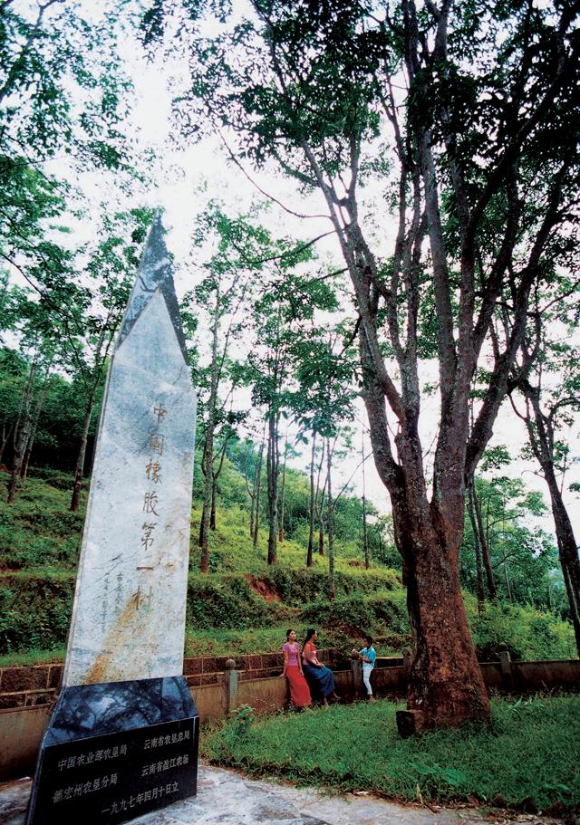 中國橡膠母樹