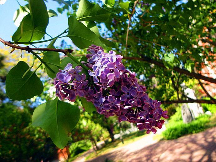 紫花歐丁香（變型）
