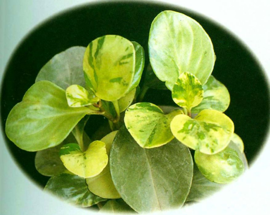 大戟椒草 大戟椒草