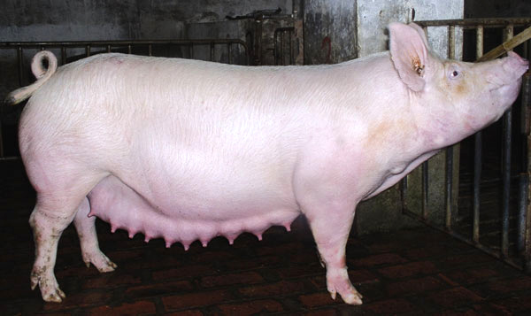 大約克夏豬品種特徵