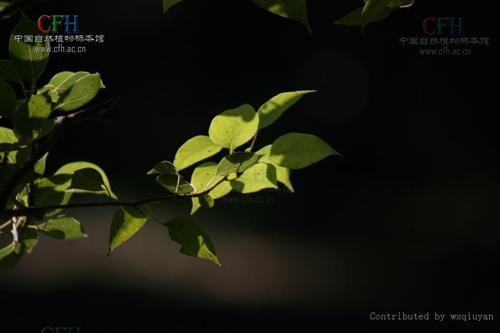 卵葉桂(硬葉樟) 卵葉桂(硬葉樟)
