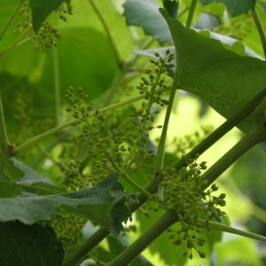 葡萄(Vitis vinifera)