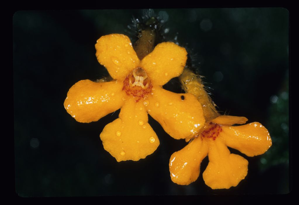 Cremosperma hirsutissimum Cremosperma hirsutissimum