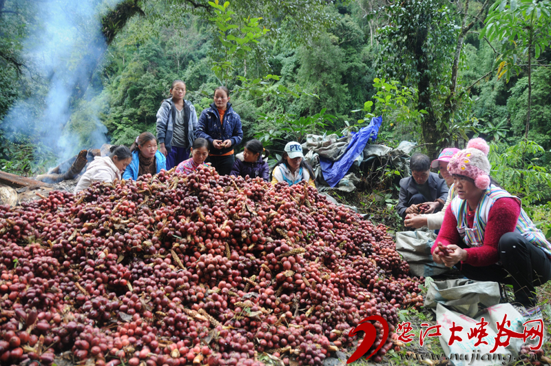 2015年2月獨龍江鄉馬庫村村民剛剛收穫的草果