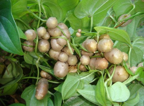 北豆48號 北豆48號
