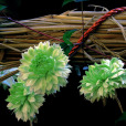 尼泊爾藤菊 尼泊爾藤菊