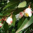 川萼連蕊茶 川萼連蕊茶