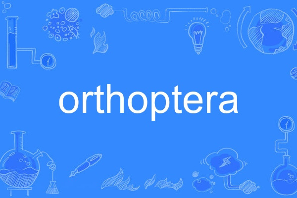 orthoptera orthoptera