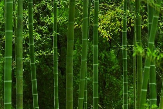赤壁竹子