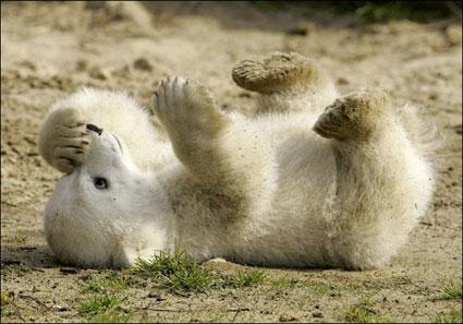 小北極熊“克努特”