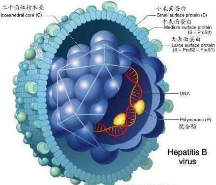 B型肝炎病毒相關性腎炎病毒3