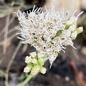Stomatanthes africanus