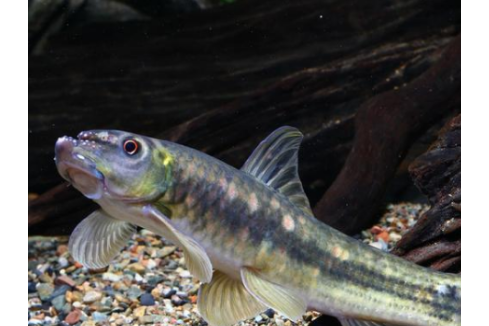 寐魚 寐魚