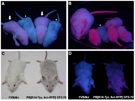 piggyBac轉座子的老鼠，表達紅色螢光蛋白