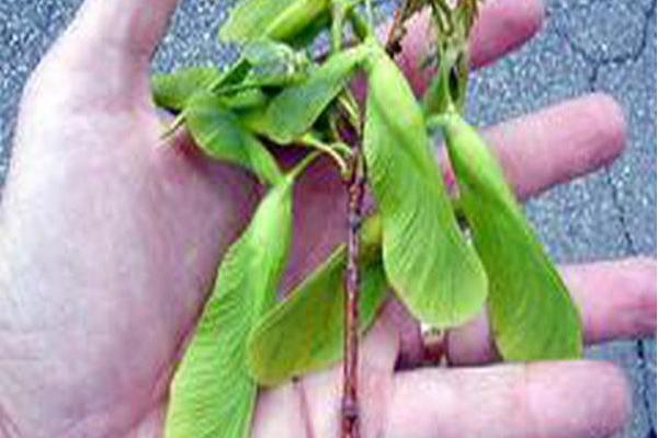Acer saccharinum