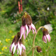 盤花垂頭菊 盤花垂頭菊