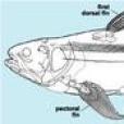 空棘魚科 空棘魚科