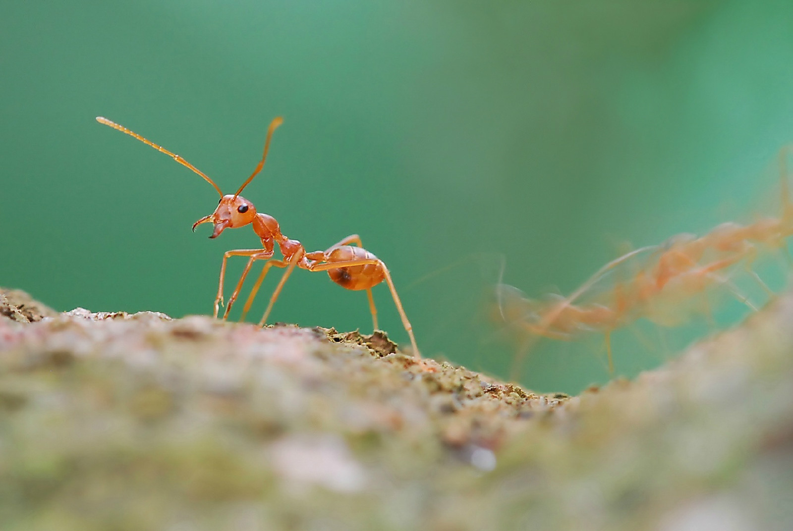 火紅蟻