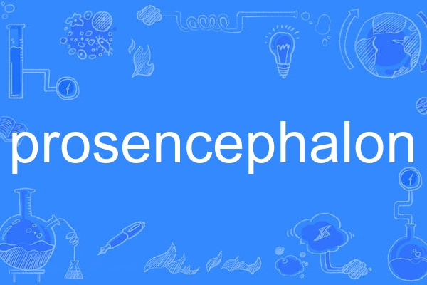 prosencephalon prosencephalon