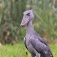 鯨頭鳥 鯨頭鳥