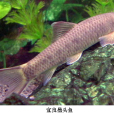 溝額墨頭魚 溝額墨頭魚