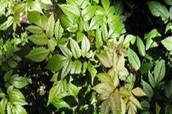 Astilbe \x27Radius\x27