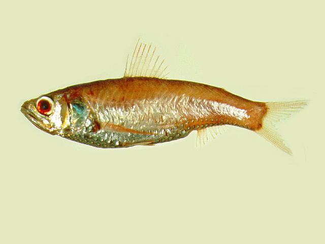 新燈籠魚科 新燈籠魚科