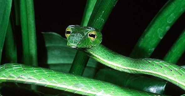 深綠鞭蛇