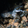 斑點豹紋蛸