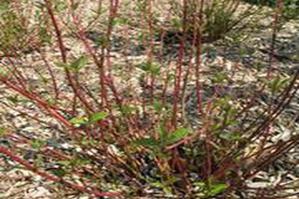 Cornus sericea \x27Farrow\x27 ARCTIC FIRE Cornus sericea \x27Farrow\x27 ARCTIC FIRE